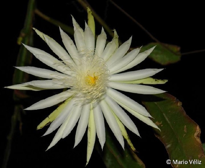 Epiphyllum hookeri guatemalensis GUAT ©Mario Veliz